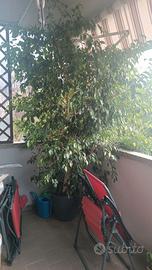 Ficus Benjamin 30 anni