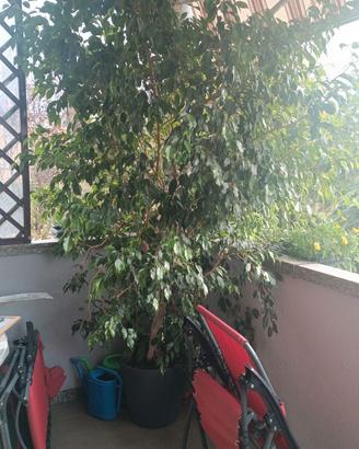 Ficus Benjamin 30 anni