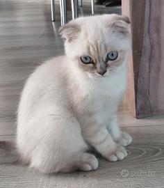 Scottish fold e straght