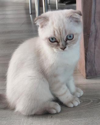 Scottish fold e straght