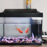 acquario tetra 40 Lt