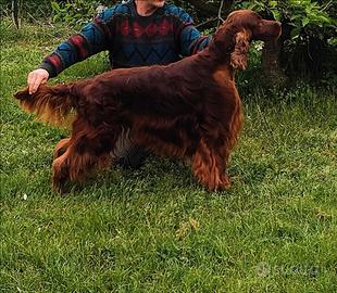 Setter irlandese disponibile per monta