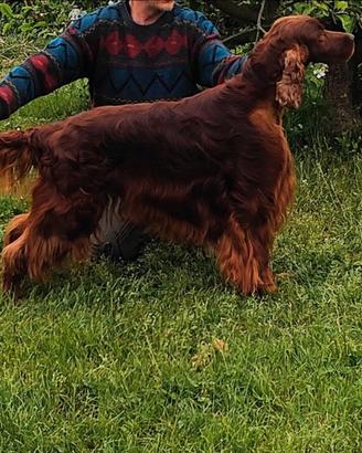 Setter irlandese disponibile per monta