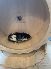 Criceto Russo Maculato Bianco e Nero