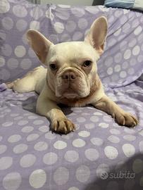 Bouledogue francese
