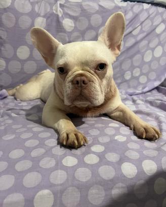 Bouledogue francese
