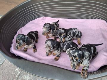 Bassotto arlecchino silver cuccioli