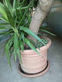 Tronchetto della felicità