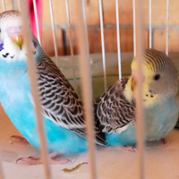 Cocorite appena svezzate