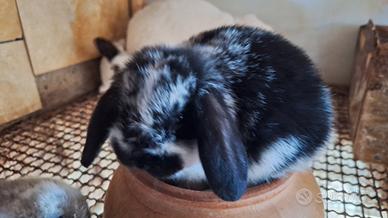 Coniglietti nani ariete