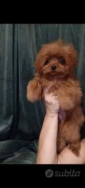 pomapoo 