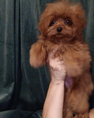 pomapoo 