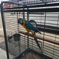 Ara ararauna