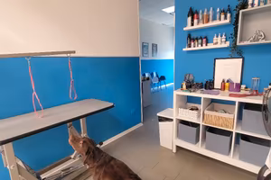 Toelettatura per cani e gatti