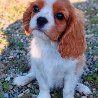 Cavalier con pedigree enci