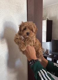 Maltipoo toy