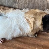 Cavia peruviane