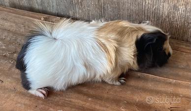 Cavia peruviane