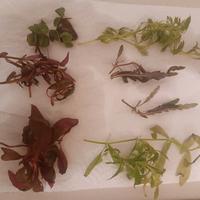 piante per acquario dolce 