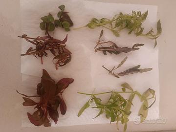 piante per acquario dolce 