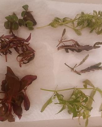 piante per acquario dolce 