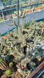 Pseudopuntia sp.