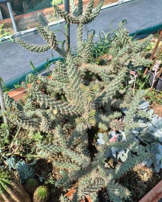 Pseudopuntia sp.