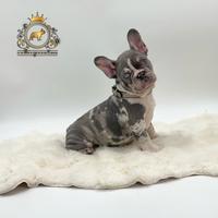 Super maschietto bulldog francese Lilac merle
