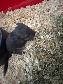Cincillà
