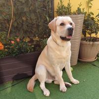 Labrador femmina per accoppiamento