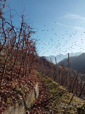 Terreni coltivati a meleto in Ville d'Anaunia