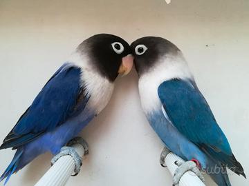 Coppia insep mascherato cobalto x cobalto viola