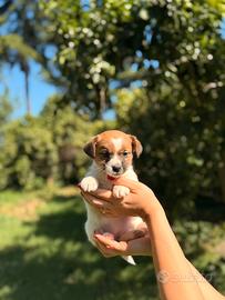 Cuccioli jack Russell genitori pedigree enci