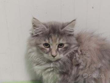 Cuccioli di gatto siberiano con pedigree