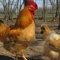 Pulcini di pura razza Robusta Lionata