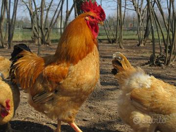 Pulcini di pura razza Robusta Lionata