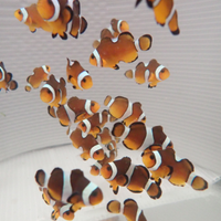 Pesce pagliaccio Amphiprion ocellaris