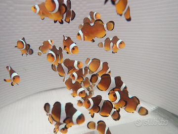 Pesce pagliaccio Amphiprion ocellaris