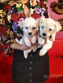 Cuccioli maltese