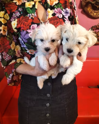 Cuccioli maltese