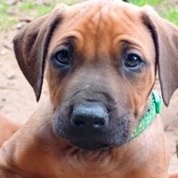 Cuccioli di Rhodesian Ridgeback