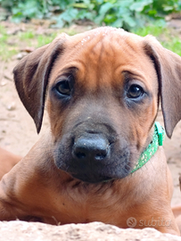 Cuccioli di Rhodesian Ridgeback