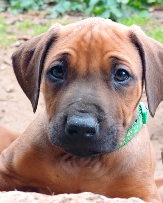 Cuccioli di Rhodesian Ridgeback