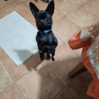Chihuahua