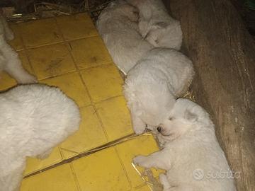 Pastore maremmano abruzzese