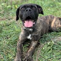 Youma, cane corso femmina ADOZIONE