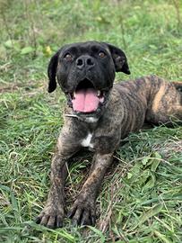 Youma, cane corso femmina ADOZIONE