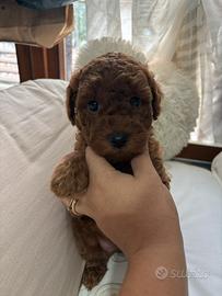 Barboncini red con pedigree