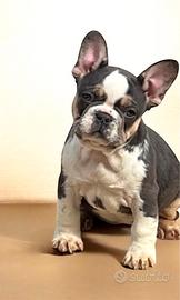 Cucciola di bulldog francese lilac tan