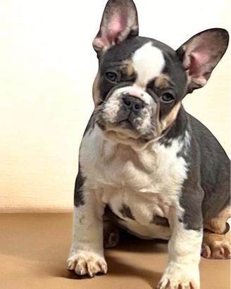 Cucciola di bulldog francese lilac tan